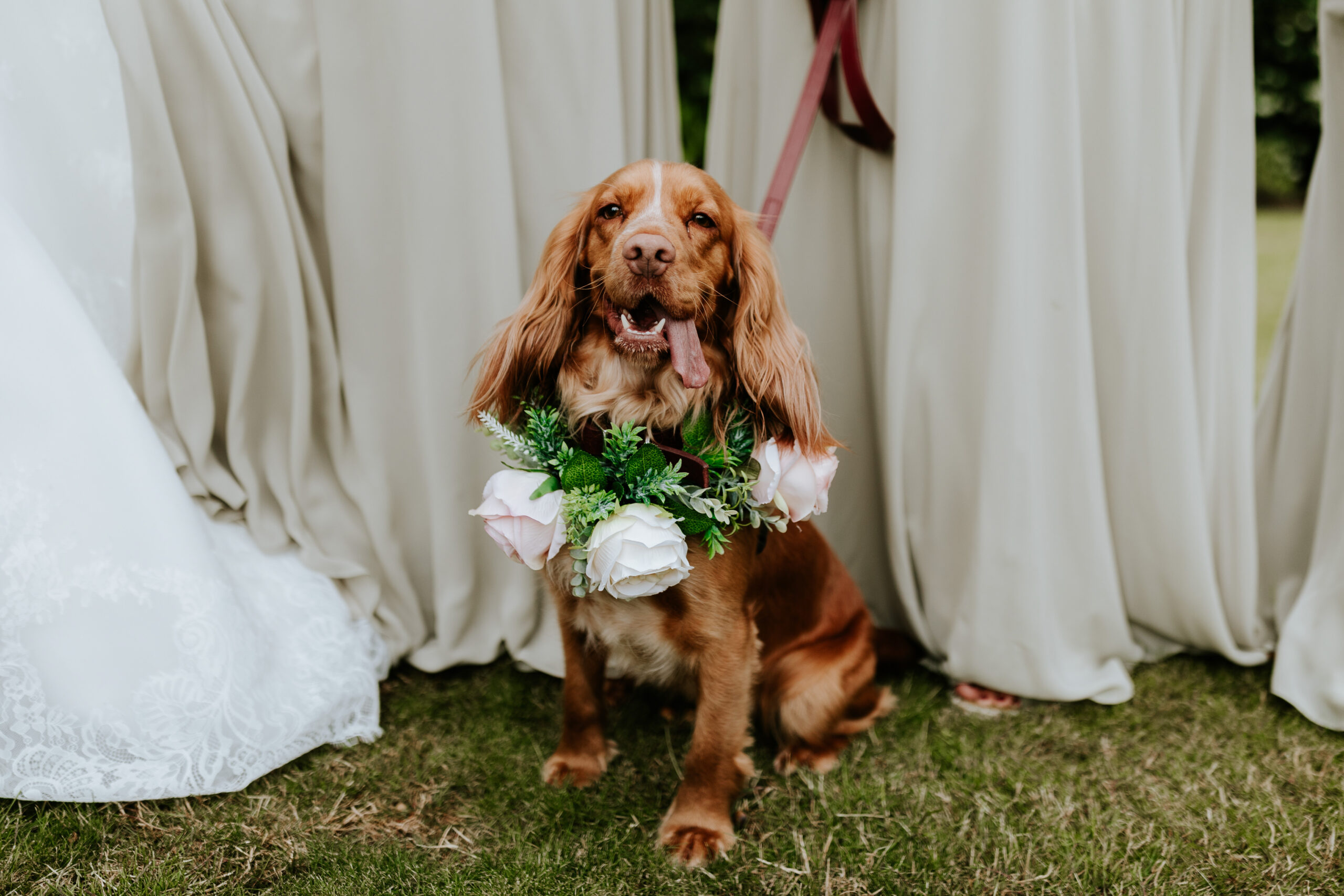 Dog at wedding