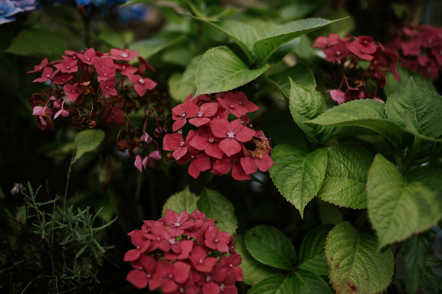 pink flowers