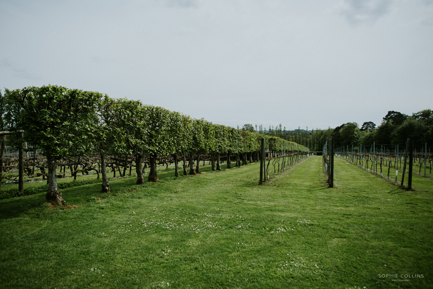llanerch vineyard