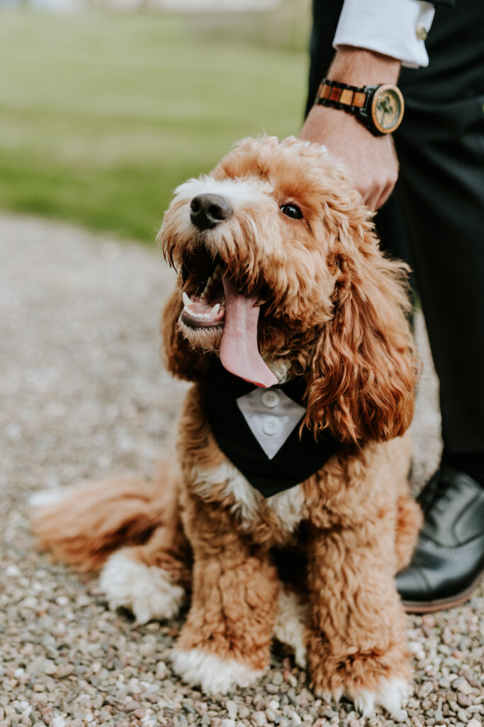 dog at weddings